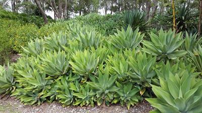 Agave attenuata